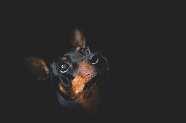 Pinscher in schwarz-braun