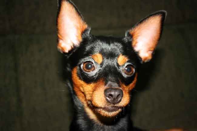 Schwarzbrauner Zwergpinscher