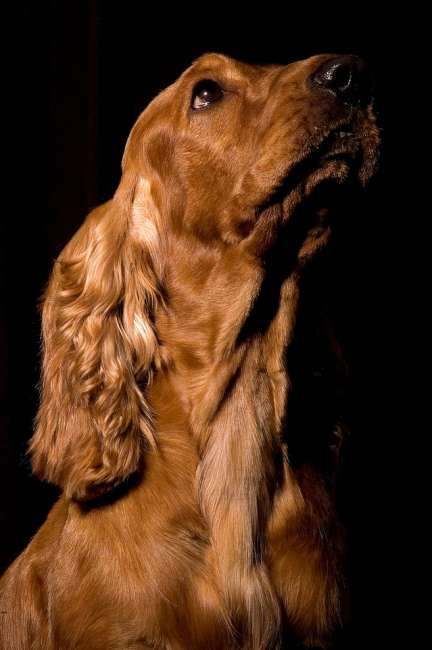 Cocker Spaniel