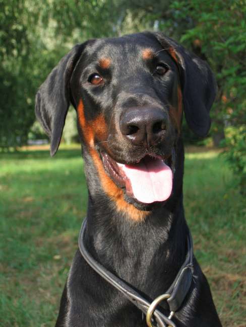 Dobermann Portrait