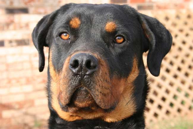 Typische Fellzeichnung Rottweiler