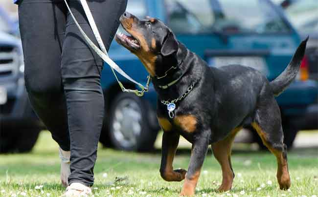 Ausbildung, Hundetraining mit Rottweiler