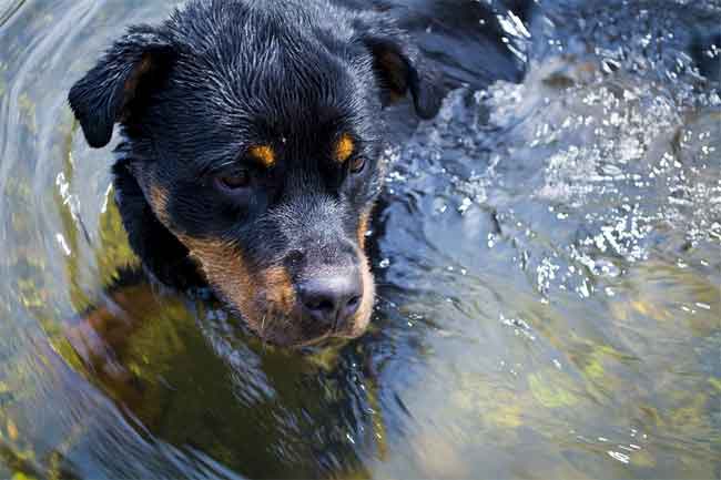 Rottweiler im Wasser