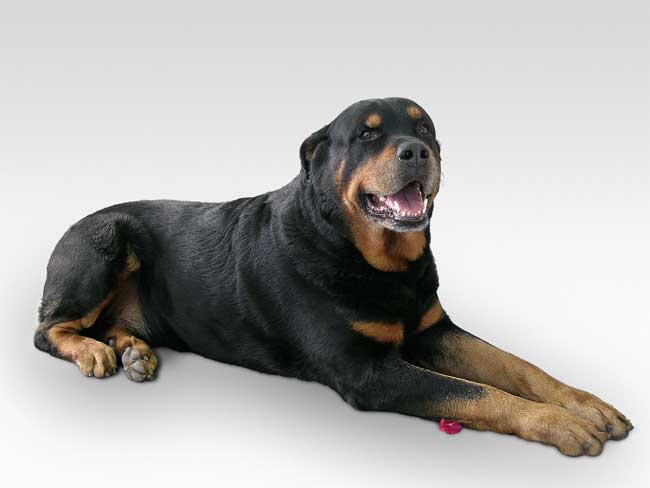 Rottweiler