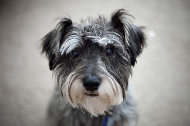 Schnauzer, ungeschoren