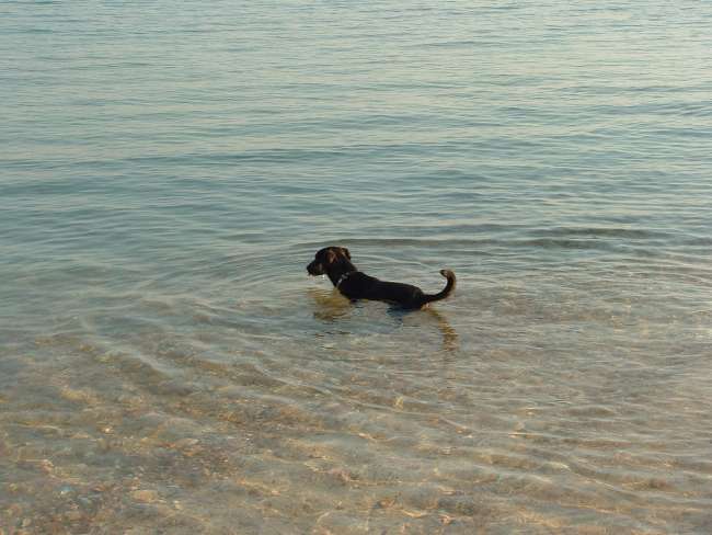 Badeurlaub mit Hund in Kroatien