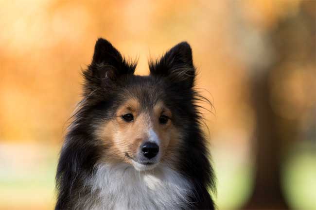 Sheltie