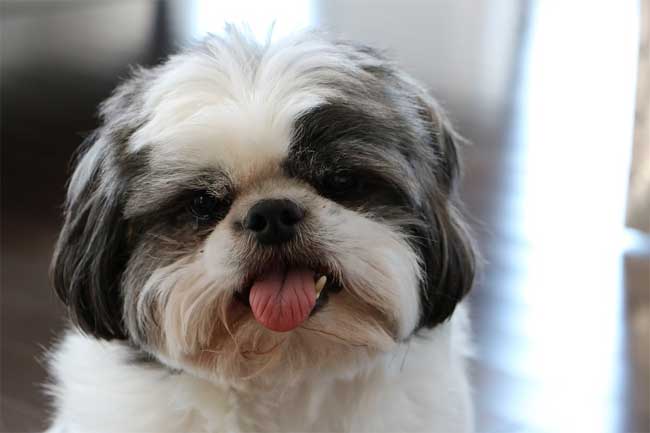 Gesicht Shih Tzu