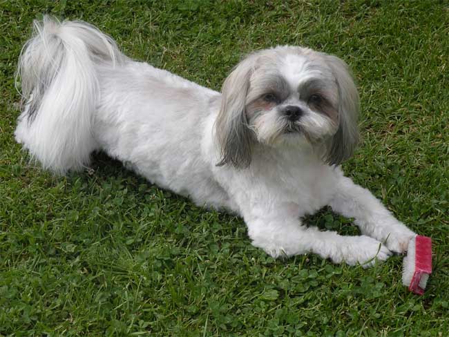 Weiss-grauer Shih Tzu