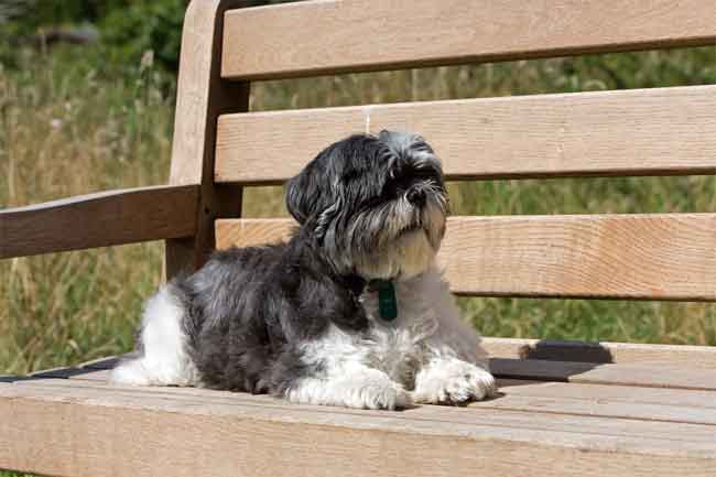 Schwarz Weisser Shih Tzu