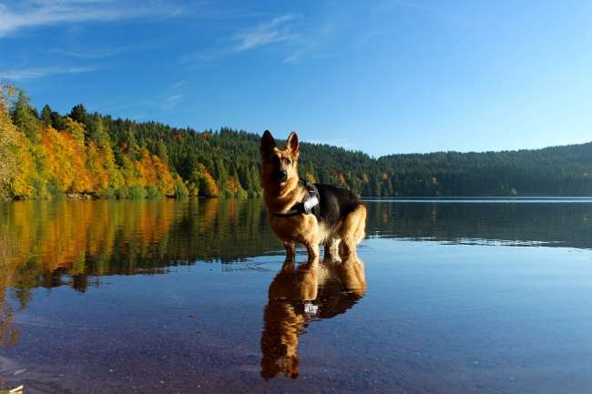 Urlaub mit Hund in Österreich am See
