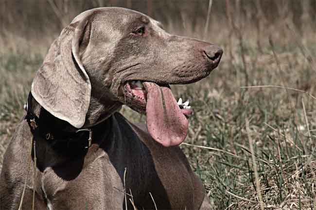 Jagdhund Weimaraner