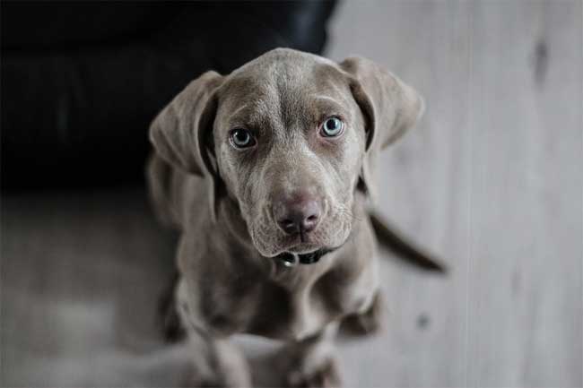 Weimaraner Welpe