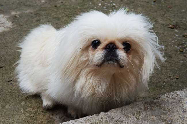 Weißer Pekinese