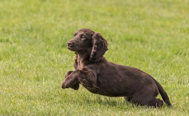 Cocker Spaniel Welpe