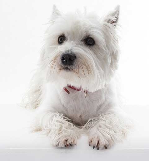 West-Highland-White-Terrier