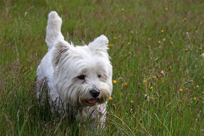 Westie in der Wiese, West-Highland-White-Terrier