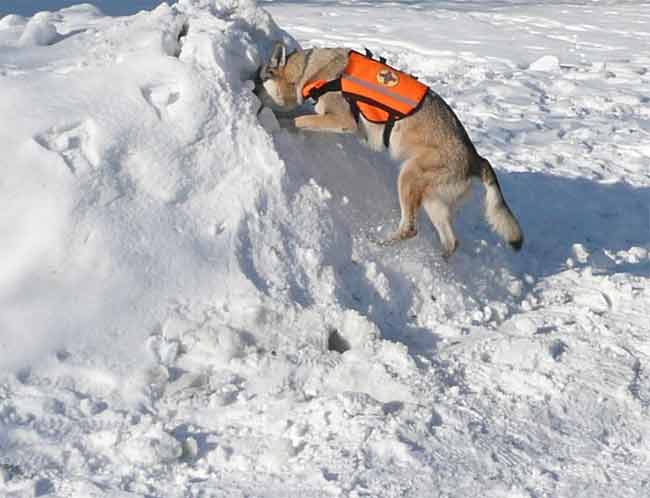 Wolfshund als Rettungshund