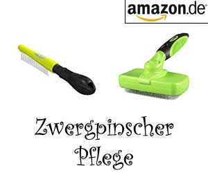 Zwergpinscher Pflege