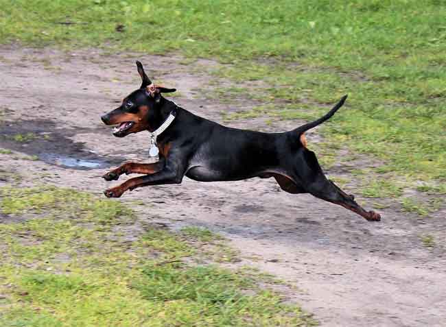 Zwergpinscher im Sprung