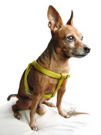 Rehpinscher Senior