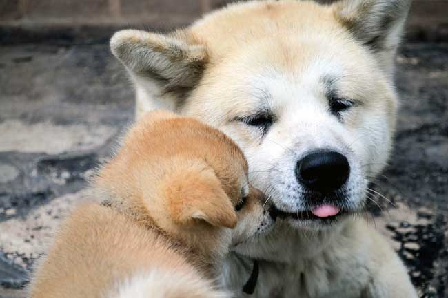 Akita Inu Welpe