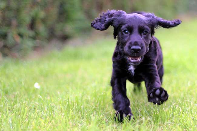 Cocker Spaniel Welpe