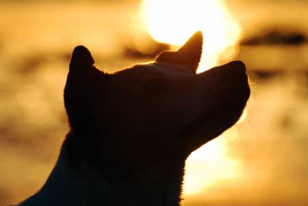 Hund im Sonnenuntergang - Hunderassen