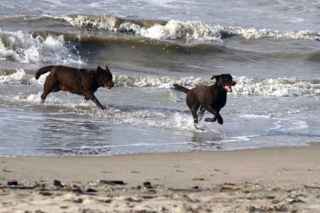 Hunde im Wasser