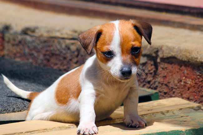 Jack-Russell-Terrier Welpe