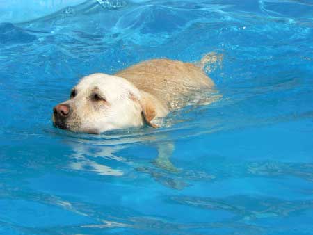 Labrador im Pool