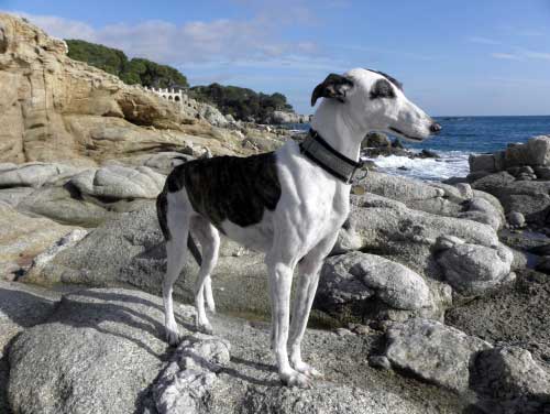 Spanischer Greyhound/Galgo im Costa Brava Urlaub